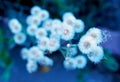 White flowers of Horseweed