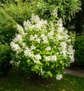 White flowers of Hydrangea Paniculata Royalty Free Stock Photo