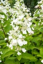 White flowers of Hydrangea Paniculata Royalty Free Stock Photo