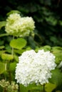 White flowers of Hydrangea Paniculata Royalty Free Stock Photo