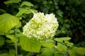 White flowers of Hydrangea Paniculata Limelight Royalty Free Stock Photo