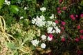 The white flowers of Iberis amara and the red flowers of Dianthus deltoides bloom in the garden in June. Berlin, Germany Royalty Free Stock Photo