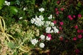 The white flowers of Iberis amara and the red flowers of Dianthus deltoides bloom in the garden in June. Berlin, Germany Royalty Free Stock Photo