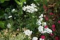 The white flowers of Iberis amara and the red flowers of Dianthus deltoides bloom in the garden in June. Berlin, Germany Royalty Free Stock Photo