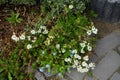 White flowers of Iberis sempervirens and blue flowers of Myosotis palustris in the garden in April. Berlin, Germany Royalty Free Stock Photo