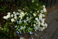 White flowers of Iberis sempervirens and blue flowers of Myosotis palustris in the garden in spring. Berlin, Germany Royalty Free Stock Photo