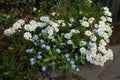 White flowers of Iberis sempervirens and blue flowers of Myosotis palustris in the garden in spring. Berlin, Germany Royalty Free Stock Photo