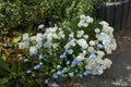 White flowers of Iberis sempervirens and blue flowers of Myosotis palustris in the garden in spring. Berlin, Germany Royalty Free Stock Photo