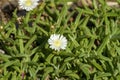 White flowers of an ice-plant carpobrotus edulis Royalty Free Stock Photo