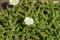 White flowers of an ice-plant carpobrotus edulis