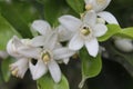 White flowers