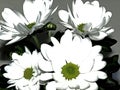 White, flowers, inavcica, part, exhibition, croatia