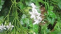 White Flowers in India,Kerala