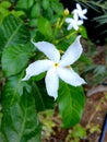 White flowers, Indian Temple Jasmine