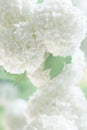White flowers for invitaion card,blurred soft focus Royalty Free Stock Photo
