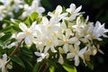 White flowers of jasmine on a background of green leaves. beautiful jasmine white flowers, AI Generated Royalty Free Stock Photo