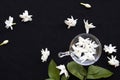 White flowers jasmine flora local of asia float on water