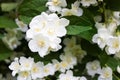 White flowers of jasmine with green leaves, Three in focus. Spring and summer background or wallpaper for gardening