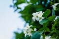 White flowers of jasmine plant sunlit afternoon sun Royalty Free Stock Photo