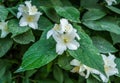 White flowers of jasmine plant sunlit afternoon sun Royalty Free Stock Photo