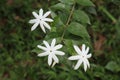 White flowers of a Jasmine variety bloomed in the garden Royalty Free Stock Photo