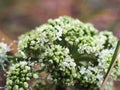 White flowers kale Royalty Free Stock Photo