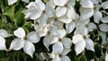 White flowers of Kousa Dogwood Tree. Royalty Free Stock Photo