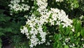 White flowers of Kousa Dogwood Tree. Royalty Free Stock Photo