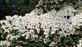 White flowers of Kousa Dogwood Tree. Royalty Free Stock Photo