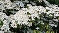 White flowers of Kousa Dogwood Tree. Royalty Free Stock Photo