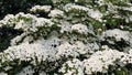 White flowers of Kousa Dogwood Tree. Royalty Free Stock Photo