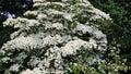 White flowers of Kousa Dogwood Tree. Royalty Free Stock Photo