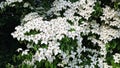 White flowers of Kousa Dogwood Tree. Royalty Free Stock Photo