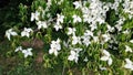 White flowers of Kousa Dogwood Tree. Royalty Free Stock Photo