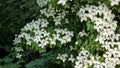 White flowers of Kousa Dogwood Tree. Royalty Free Stock Photo