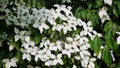 White flowers of Kousa Dogwood Tree. Royalty Free Stock Photo