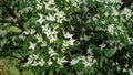 White flowers of Kousa Dogwood Tree. Royalty Free Stock Photo