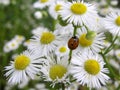 White flowers with the ladybird Royalty Free Stock Photo