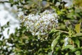 White flowers of the lagerstroemia in the park.