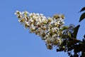White flowers of the lagerstroemia in the park.