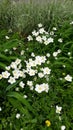 Beautiful white flowers lapchatka in spring garden