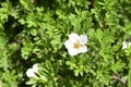 White flowers Lapchatka Lat. Potentilla Ã¢â¬â one of the largest in the number of species of a genus of plants from the family