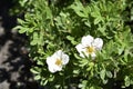 White flowers Lapchatka Lat. Potentilla Ã¢â¬â one of the largest in the number of species of a genus of plants from the family