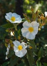 White Flowers Laurel Rockrose Royalty Free Stock Photo