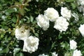 White flowers in the leafage of rose bush