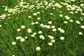 White flowers in the leafage of Santolina virens Royalty Free Stock Photo