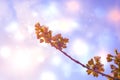 White flowers and leaves on a cherry branch on a fabulous gray background with multicolored bokeh in a spring morning