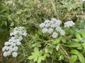 White Flowers with leaves up-close