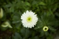 White flowers of Leucanthemum, Shasta Daisy \'Esther Reed\' in the garden. Summer and spring time. Royalty Free Stock Photo