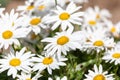 White flowers Leucanthemum vulgare Lam., ox-eye daisy, oxeye daisy in the meadow Royalty Free Stock Photo